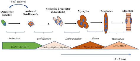 Frontiers | Regulation of Skeletal Muscle Satellite Cell ...