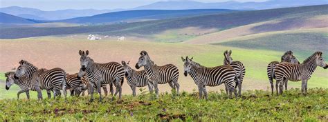 Nyika National Park | North Malawi | Malawi Tourism