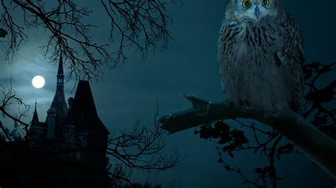 Halloween Owl Wallpapers - 4k, HD Halloween Owl Backgrounds on WallpaperBat