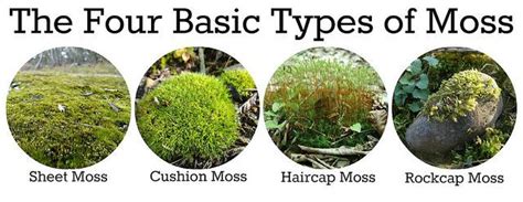 The Four Basic Types of Moss: Sheet Moss, Cushion Moss, Haircap Moss ...