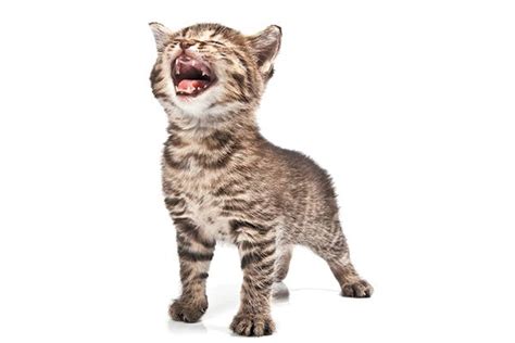 A kitten meowing. | Cat stock, Cats, Kitten meowing