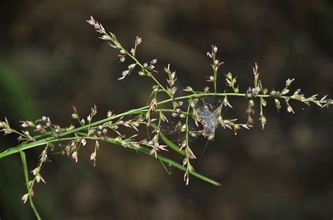 (Poaceae) image 36706 at PhytoImages.siu.edu