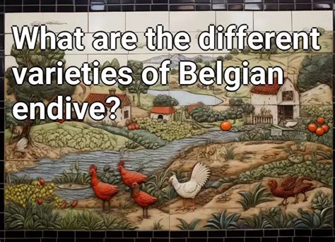 What are the different varieties of Belgian endive? – Agriculture.Gov ...