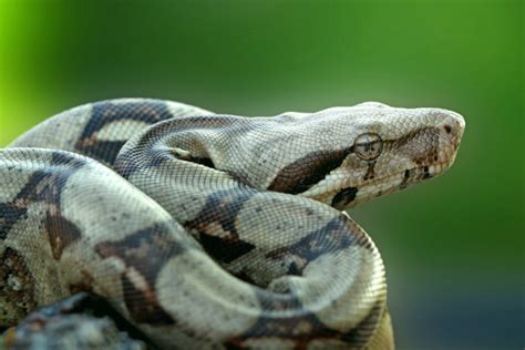 sin embargo Trastorno medio litro cuanto pesa una boa constrictor ...