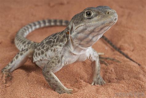 188 Cool and Funny Lizard Names – Animal Names