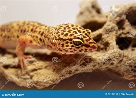 Lizard stock photo. Image of organism, yellow, lacertidae - 52124792