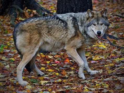 A Guide to Wolf Subspecies