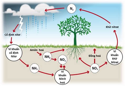 Nitơ trong xác thực vật, động vật là dạng