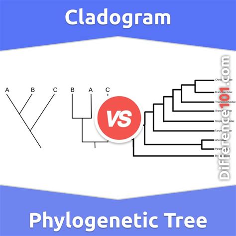 Cladogram vs. Phylogenetic Tree: What’s The Difference Between ...