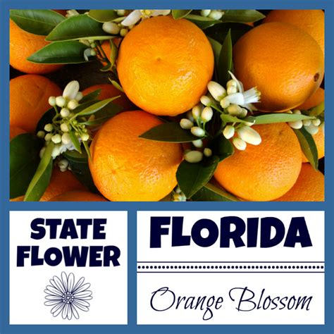 Florida state symbols Archives - USA Facts for Kids