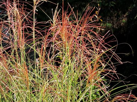 The Best Ornamental Grasses for Fall Color