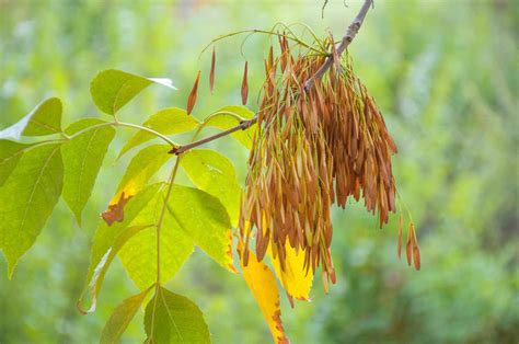 How to Care for Green Ash Trees (Fraxinus pennsylvanica)