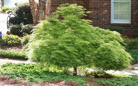 Acer Palmatum 'Dissectum Viridis' - Pépinière Cramer Inc.