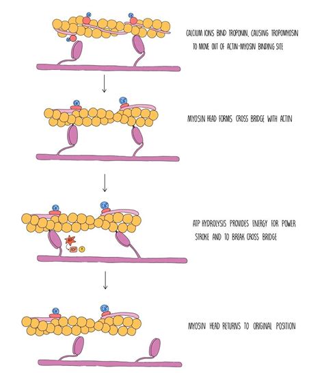 Muscle Contraction Edexcel A — the science sauce