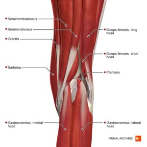 Manual Muscle Testing: Knee Flexion - Physiopedia