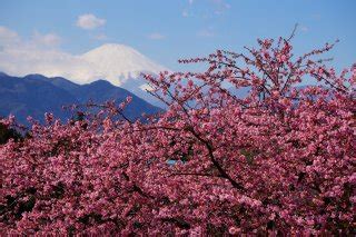 Fantastic Tips to Enjoy Japan’s Cherry Blossom Tours to the Fullest ...