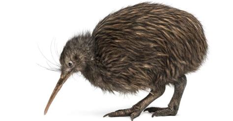 10 Incredible Kiwi Facts