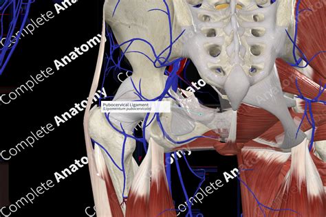 Pubocervical Ligament | Complete Anatomy