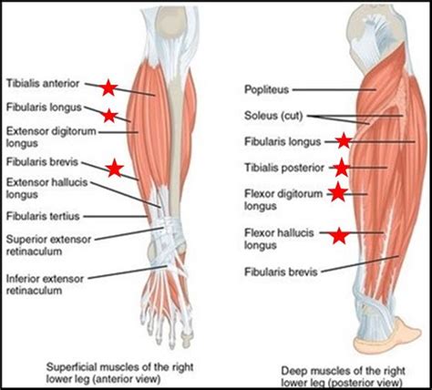 55 best images about anatomy on Pinterest