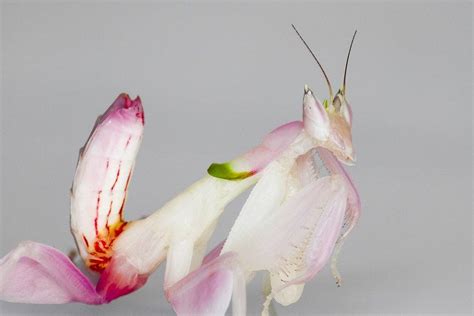 Orchid Mantis Care Sheet | Dubia.com