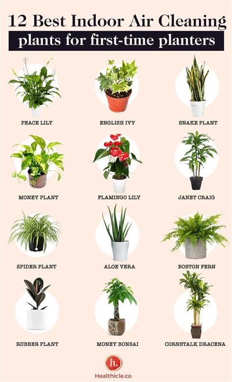 12 Indoor Air Cleaning Plants for First-Time Plant Parent