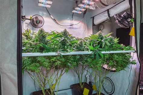 How to build an indoor cannabis grow room on a budget | Leafly