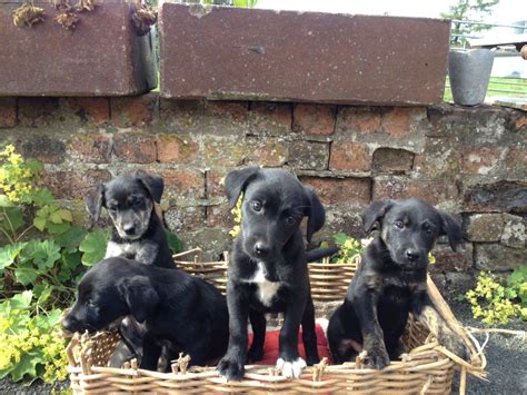 Borador (Border Collie-Lab Mix) Info, Puppies, Temperament, Pictures