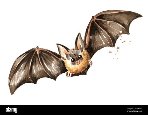 Flying bat. Hand drawn watercolor illustration, isolated on white ...