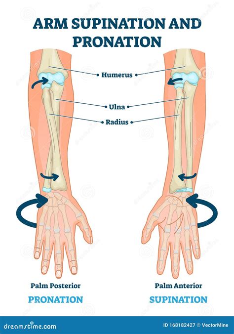 Humerus Labeled Diagram Vector Illustration | CartoonDealer.com #39899796