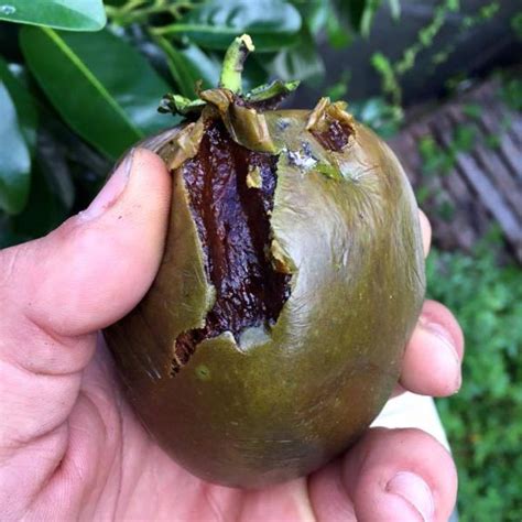 Black Sapote - Buy Black Sapote online from Miami Fruit