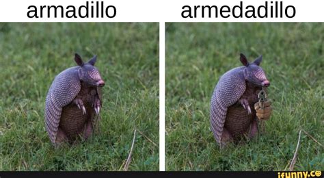 Funny Armadillo Memes | atelier-yuwa.ciao.jp