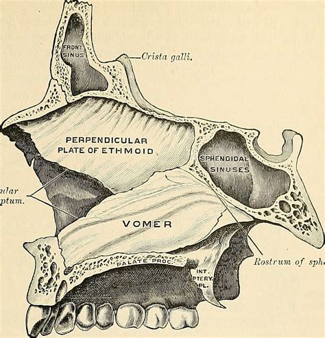 Rostrum Anatomy