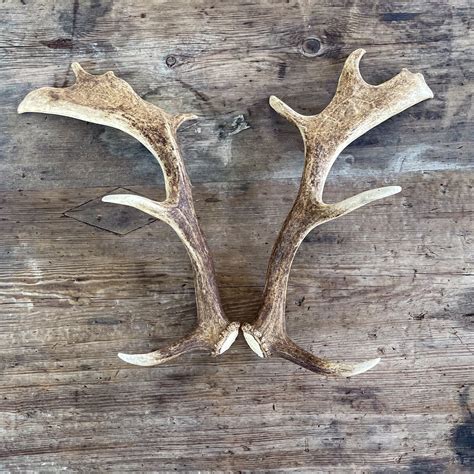 Fallow Deer Antlers for sale | Only 2 left at -75%