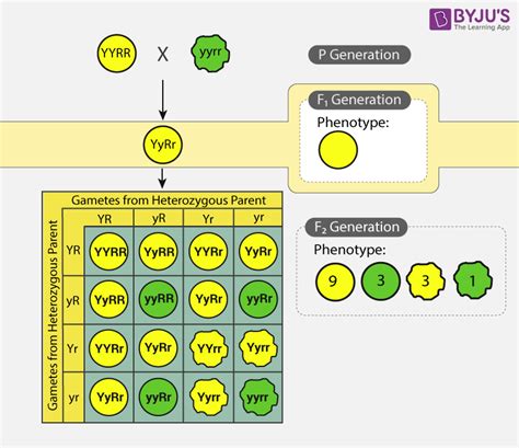 Mendel's Laws of Inheritance - Mendel's Laws and Experiments