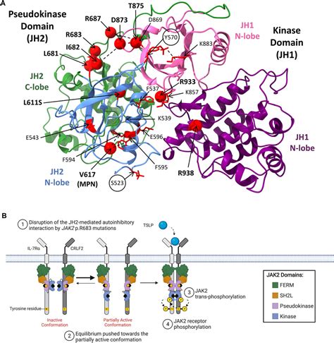 Frontiers | JAK2 Alterations in Acute Lymphoblastic Leukemia: Molecular ...