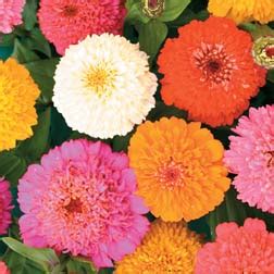 Zinnia Elegans ‘candy Cane Mixed’ – 1 Packet (100 Zinnia Seeds) | Olia