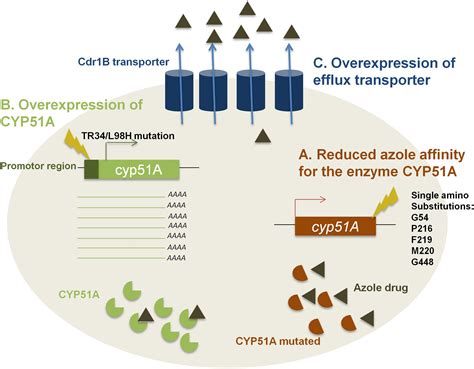 Frontiers | Azole Resistance in Aspergillus fumigatus: A Consequence of ...