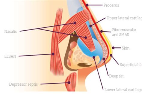 Nose Cartilage Diagram