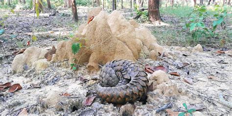 Challenges galore in pangolin conservation – HimalPress | English