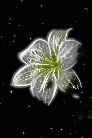 a white flower on a black background with stars