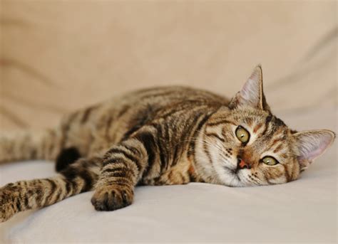 Vomiting with Bile in Cats | PetMD