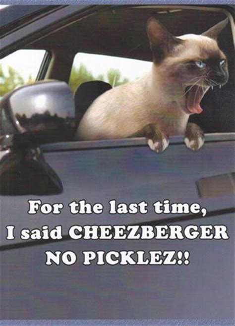 Funny Animal Pictures Of The Day - 32 Pics