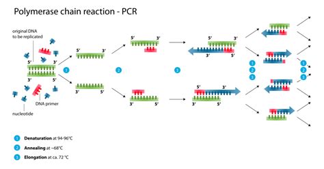 Polymerase Chain Reaction (PCR)- Principle, Procedure, Types ...