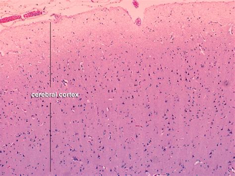 Cerebral Cortex Histology Labeled