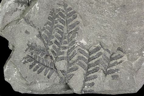 Carboniferous Fossil Fern (Lygenopteris) Plate - Poland (#111664) For ...