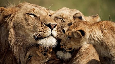 Lion Family Wallpapers - Top Free Lion Family Backgrounds - WallpaperAccess