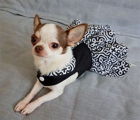 Funny chihuahua dog clothes, dog dresses, small dog, teacup dog ...