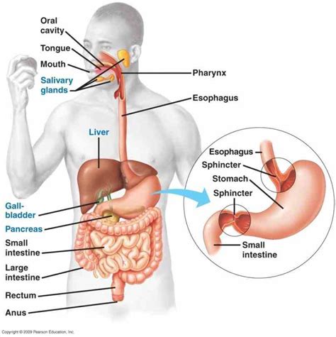 Label The Human Stomach | MedicineBTG.com