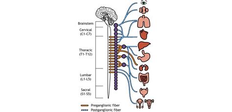 Peripheral Nervous System – Introduction to Neuroscience