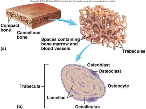 bone spongy and compact | structure of spongy bone | Cancellous bone ...